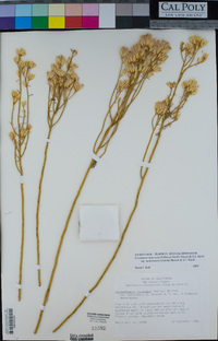 Ericameria nauseosa var. mohavensis image