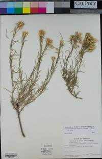 Ericameria parryi image