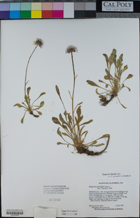 Erigeron algidus image