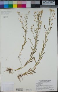 Erigeron canadensis image