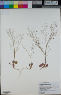 Eriogonum esmeraldense image