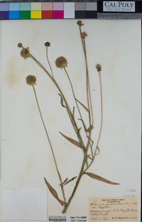 Helenium puberulum image