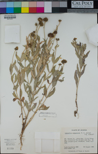 Image of Helianthus arizonensis