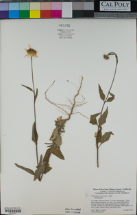Helianthus gracilentus image