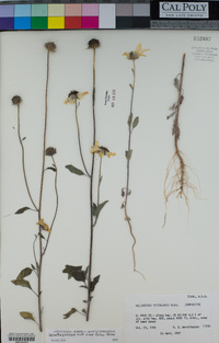 Helianthus petiolaris image