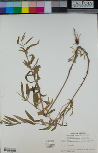 Heliomeris multiflora image