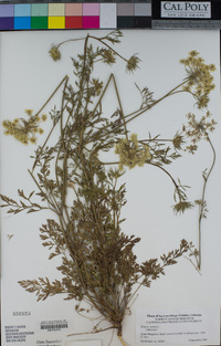 Daucus carota image