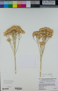 Ericameria nauseosa var. hololeuca image