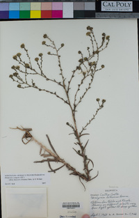 Hemizonia congesta subsp. lutescens image