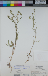 Hemizonia congesta image