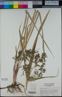 Scirpus microcarpus image