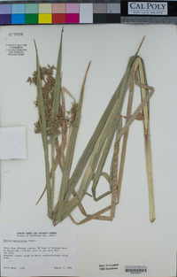 Scirpus microcarpus image