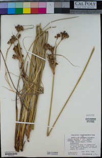 Juncus acutus subsp. leopoldii image