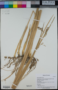 Juncus balticus image