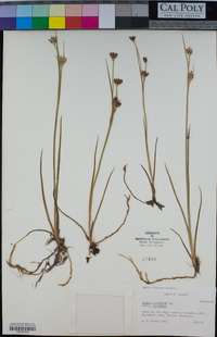 Image of Juncus castaneus