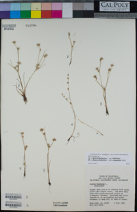 Juncus bufonius var. congestus image