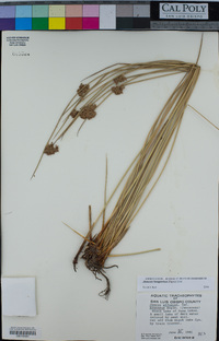 Juncus hesperius image