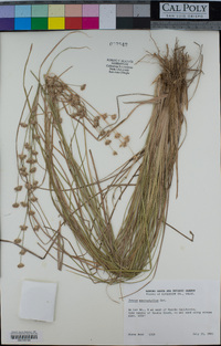 Juncus macrophyllus image