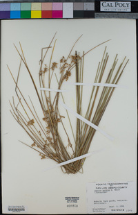 Juncus patens image