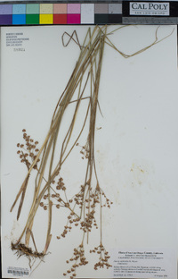 Juncus xiphioides image