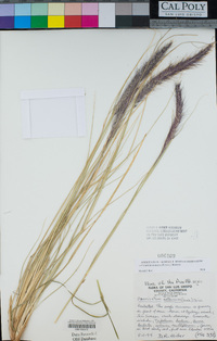 Pennisetum setaceum image