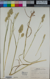 Dactylis glomerata image