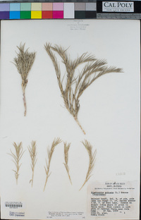 Distichlis spicata image