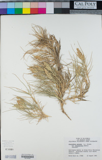 Distichlis spicata image