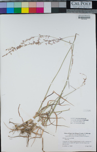 Ehrharta calycina image
