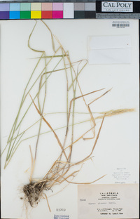 Elymus glaucus image