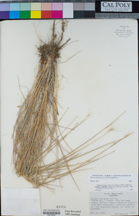 Elymus multisetus image