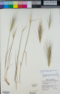 Elymus multisetus image