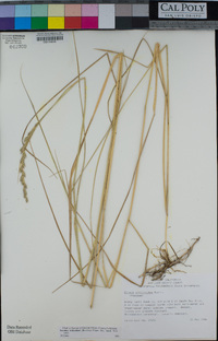 Leymus triticoides image