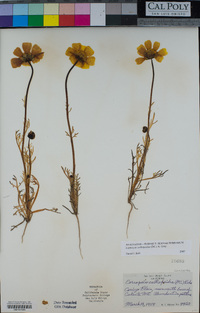 Leptosyne calliopsidea image