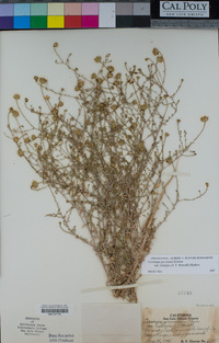 Lessingia pectinata var. tenuipes image