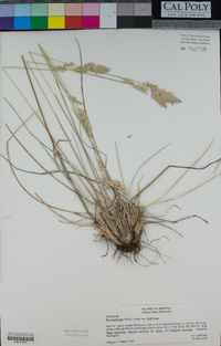 Poa fendleriana image