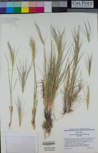 Elymus elymoides image