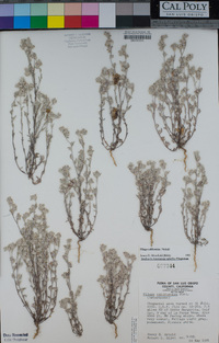 Logfia filaginoides image