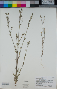 Madia glomerata image