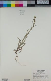 Madia gracilis image