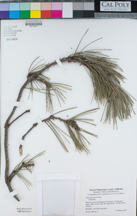 Pinus muricata image