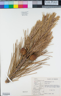 Pinus muricata image