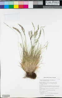 Festuca brachyphylla image