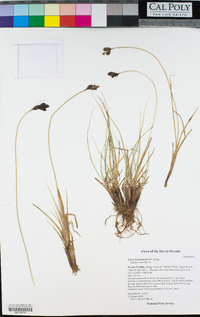 Carex heteroneura image