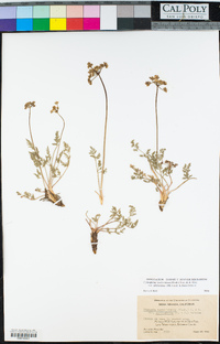 Cymopterus terebinthinus var. californicus image