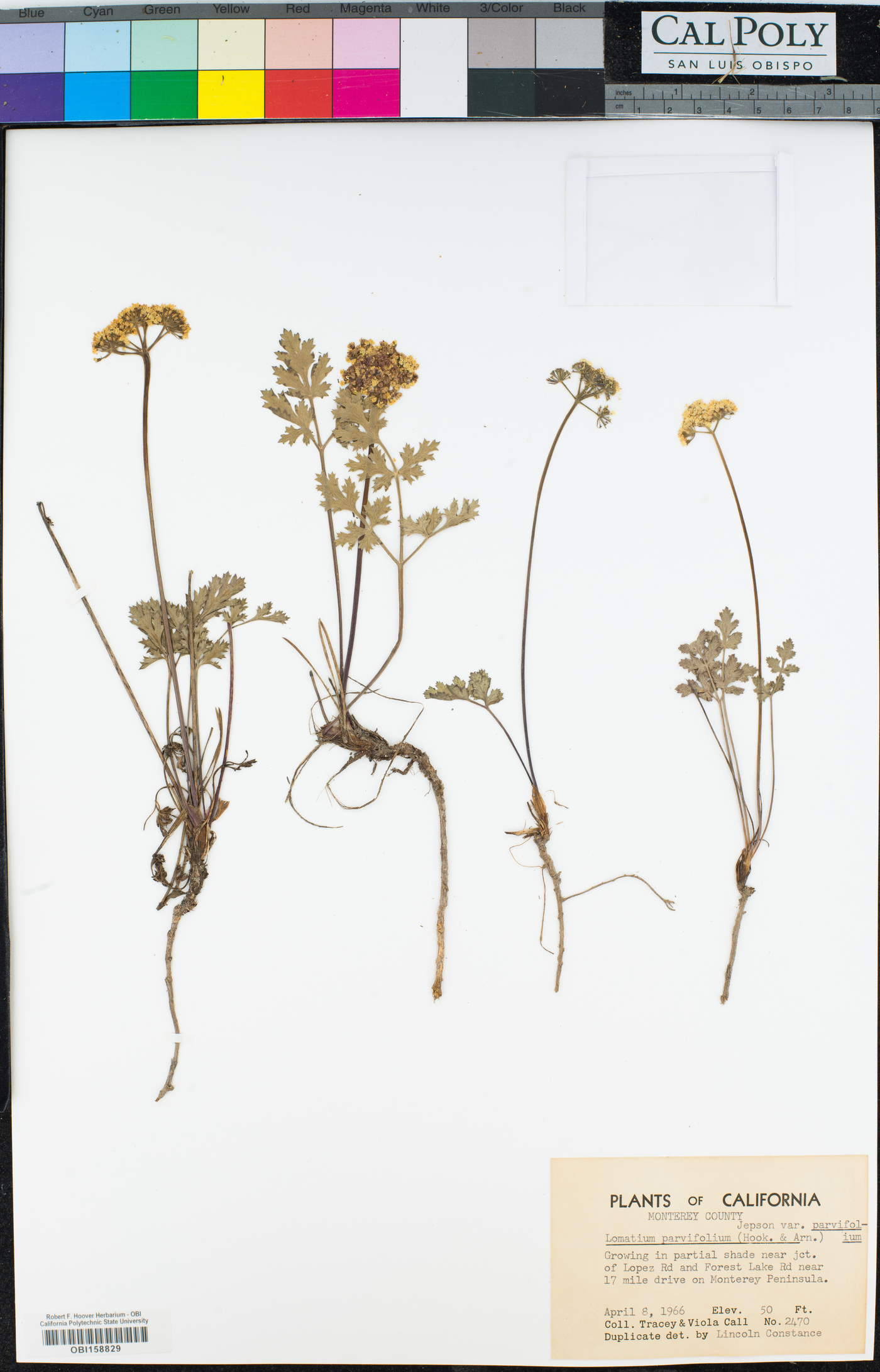 Lomatium parvifolium image