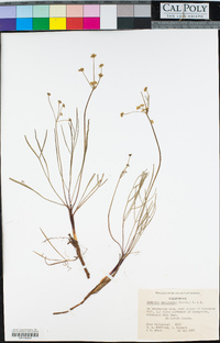 Lomatium marginatum image
