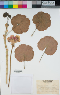 Pelargonium X hortorum image
