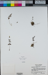 Cystopteris fragilis image