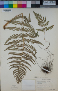 Dryopteris arguta image